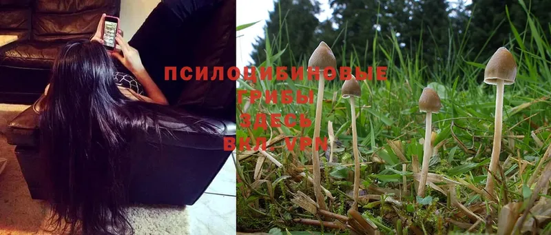 Галлюциногенные грибы MAGIC MUSHROOMS  гидра как войти  Лысково 